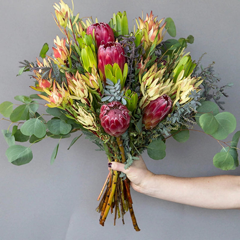 Creamy Peach Protea Flower Hand - Image