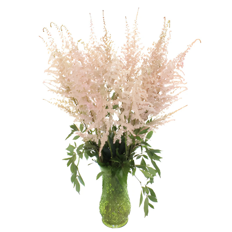 Creamy Pink Astilbe Flower May to October