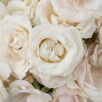 Creamy White Bulk Spray Roses Close Up - Image