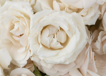 Creamy White Bulk Spray Roses Close Up - Image