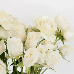 Creamy White Bulk Spray Roses Close Up - Image