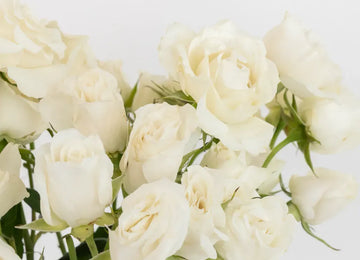 Creamy White Bulk Spray Roses Close Up - Image