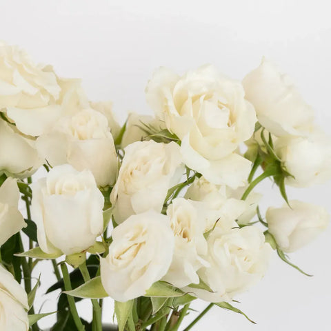 Creamy White Bulk Spray Roses Close Up - Image
