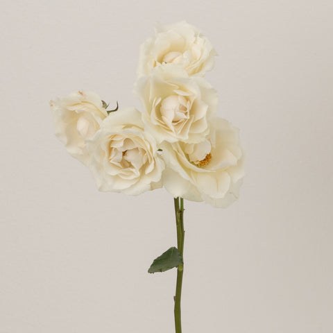 Creamy White Bulk Spray Roses Stem - Image