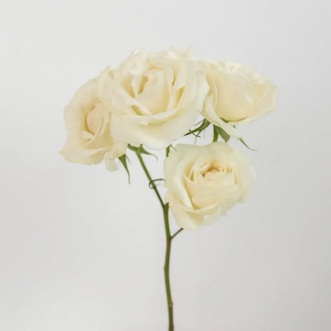 Creamy White Bulk Spray Roses Stem - Image