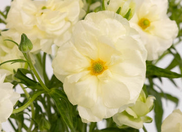 Creamy White Butterfly Ranunculus Flower Close Up - Image