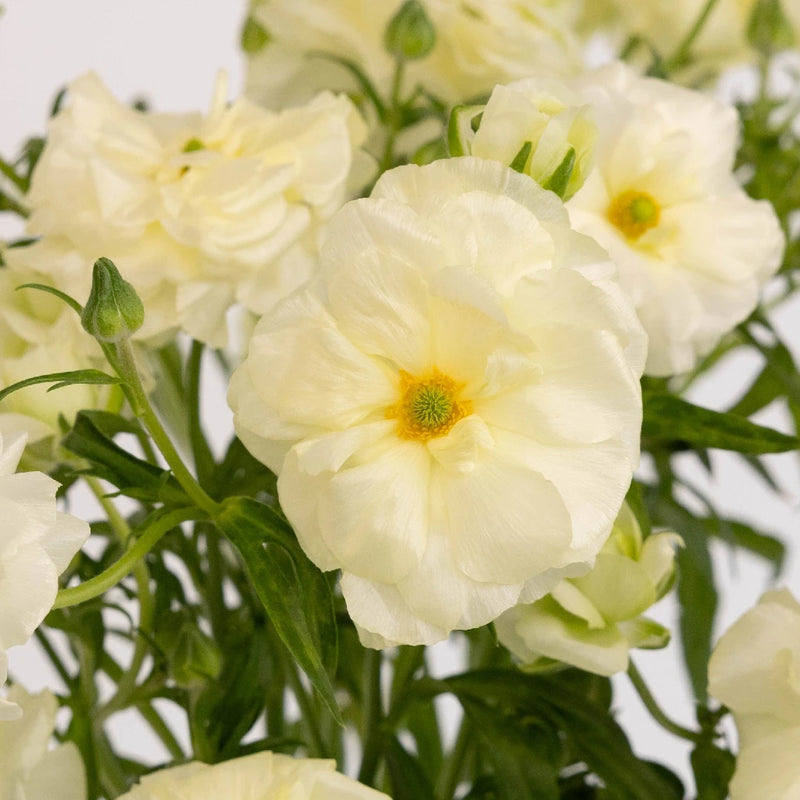 Creamy White Butterfly Ranunculus Flower Close Up - Image