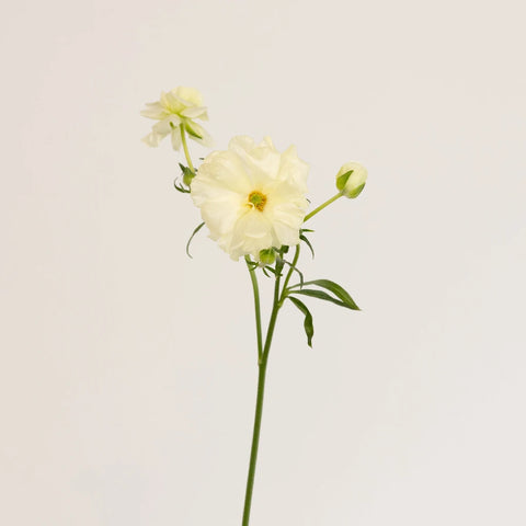 Creamy White Butterfly Ranunculus Flower Stem - Image