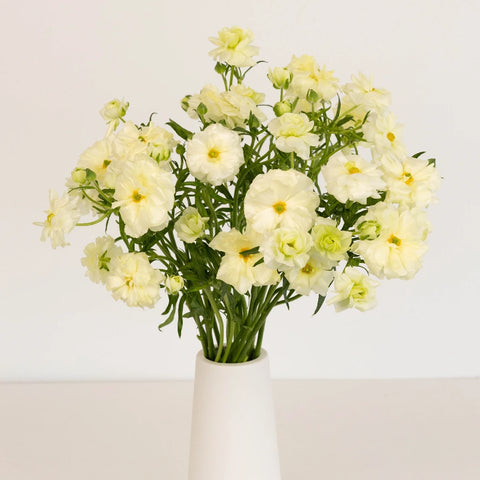 Creamy White Butterfly Ranunculus Flower Vase - Image