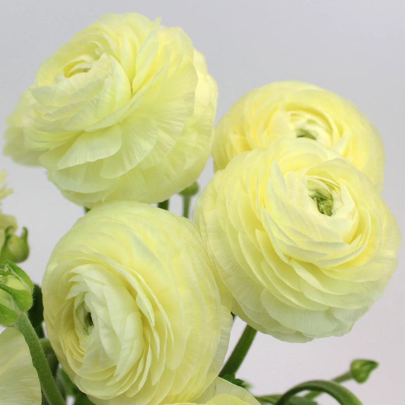 Creamy White Cloony Ranunculus Flower Up Close