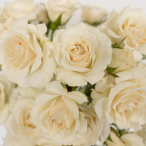 Creamy White Spray Rose Express Delivery Close Up - Image