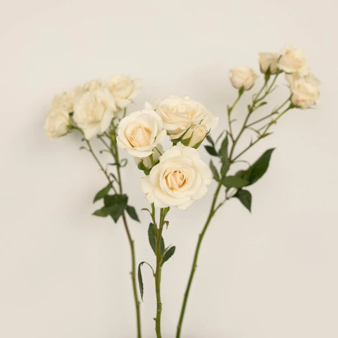 Creamy White Spray Rose Express Delivery Stem - Image