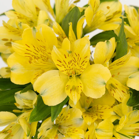 Creamy Yellow Bulk Peruvian Lilies Close Up - Image