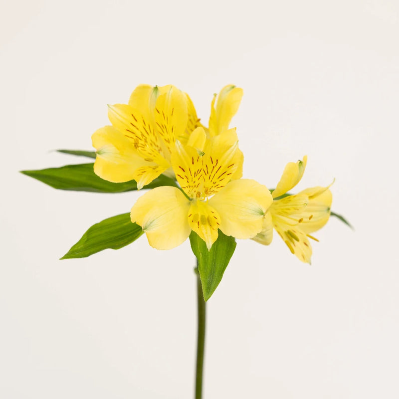 Creamy Yellow Bulk Peruvian Lilies Stem - Image