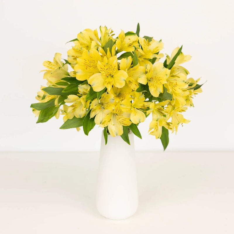 Creamy Yellow Bulk Peruvian Lilies Vase - Image