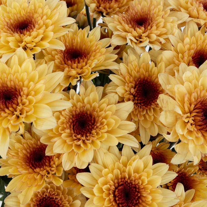 Creme Brulee Cushion Close Up - Image