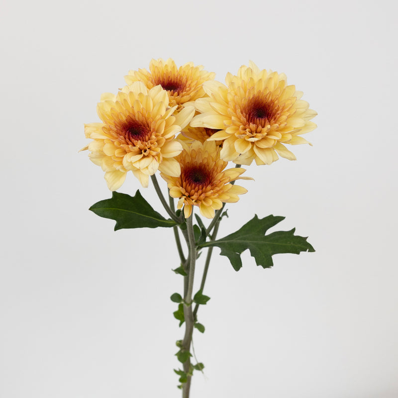 Creme Brulee Cushion Stem - Image