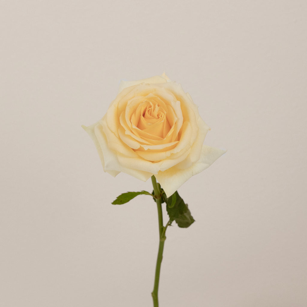 Buy Wholesale Creme de la Creme Rose in Bulk - FiftyFlowers