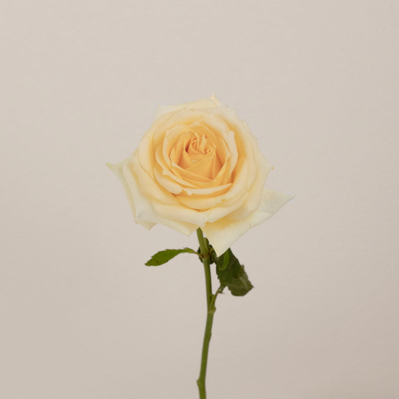 Creme De La Creme Rose Stem - Image