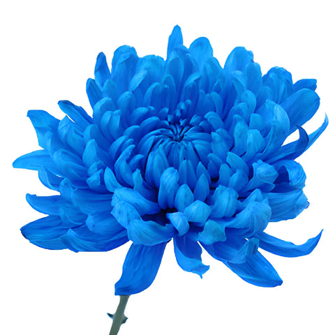 Blue Tinted Cremon Mum Flowers