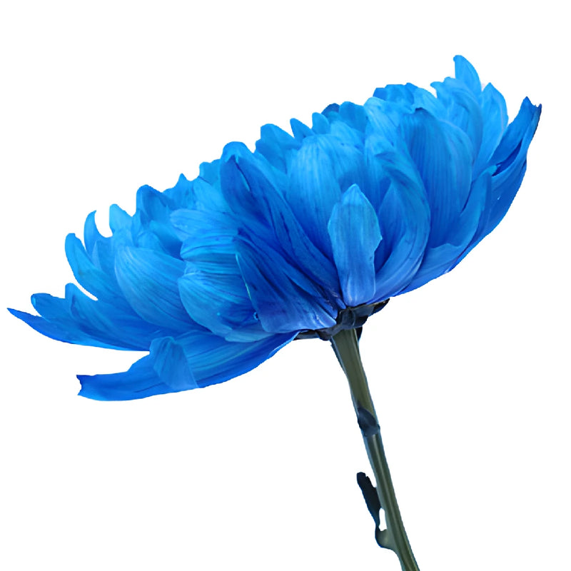 Blue Tinted Cremon Mum Flowers