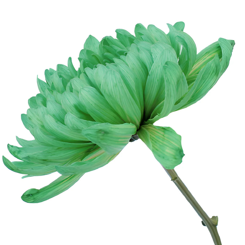 Green Tinted Cremon Bulk Flowers