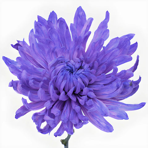 Purple Pastels Tinted Wedding Cremon Mum