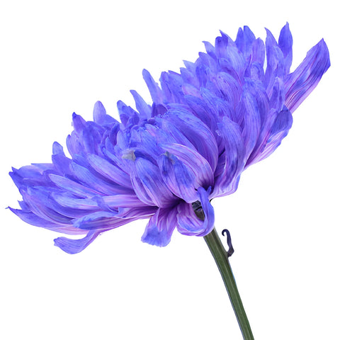 Purple Pastels Tinted Wedding Cremon Mum