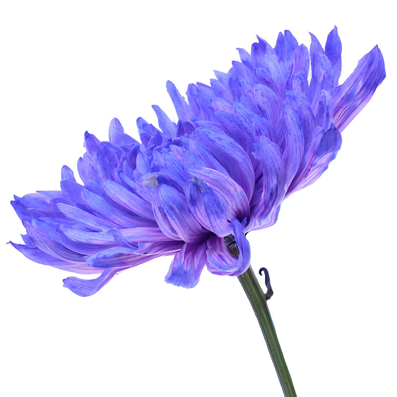 Purple Pastels Tinted Wedding Cremon Mum