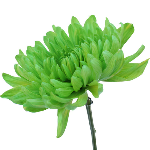 Lime Green Tinted Wedding Cremon Mum