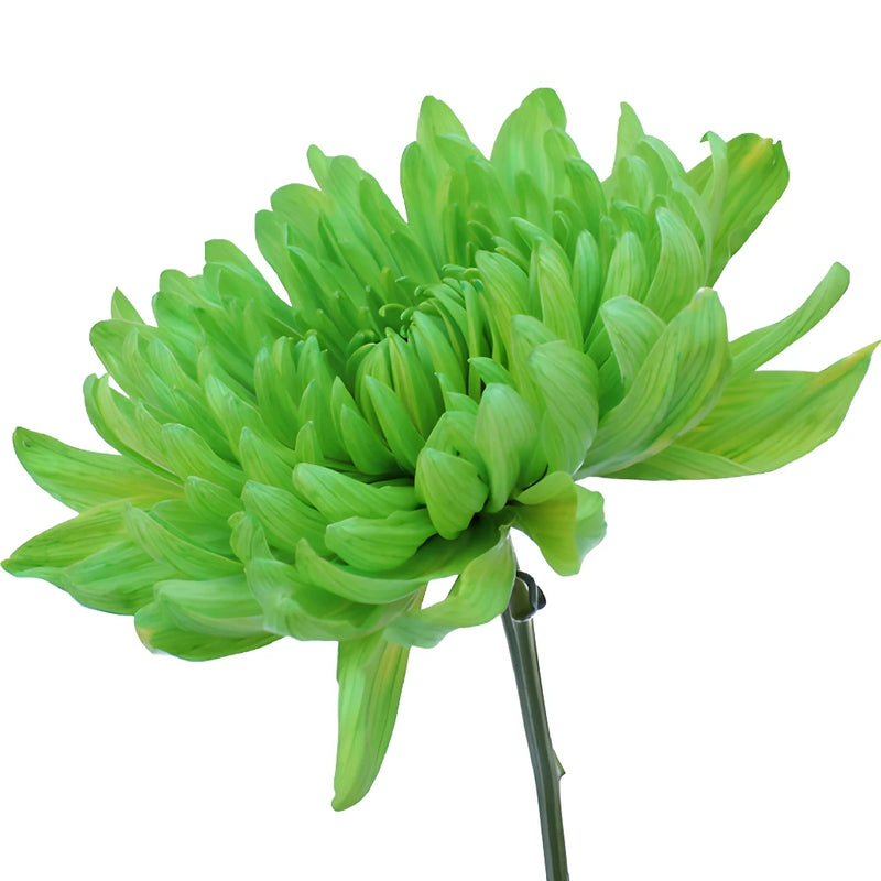 Lime Green Tinted Wedding Cremon Mum
