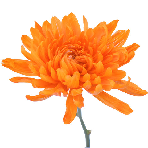 Orange You Glad Tinted Bulk Cremon Flowers