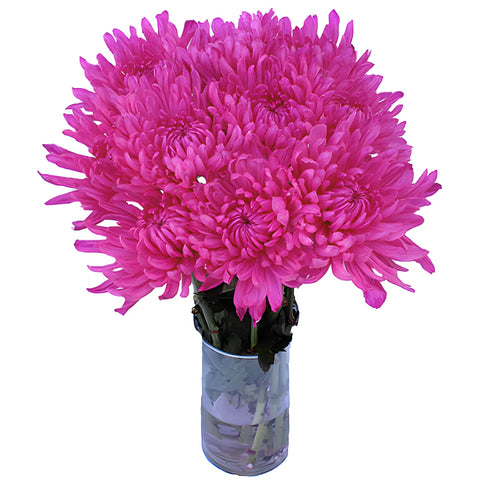 Electric Pink Tinted Wedding Cremon Mum