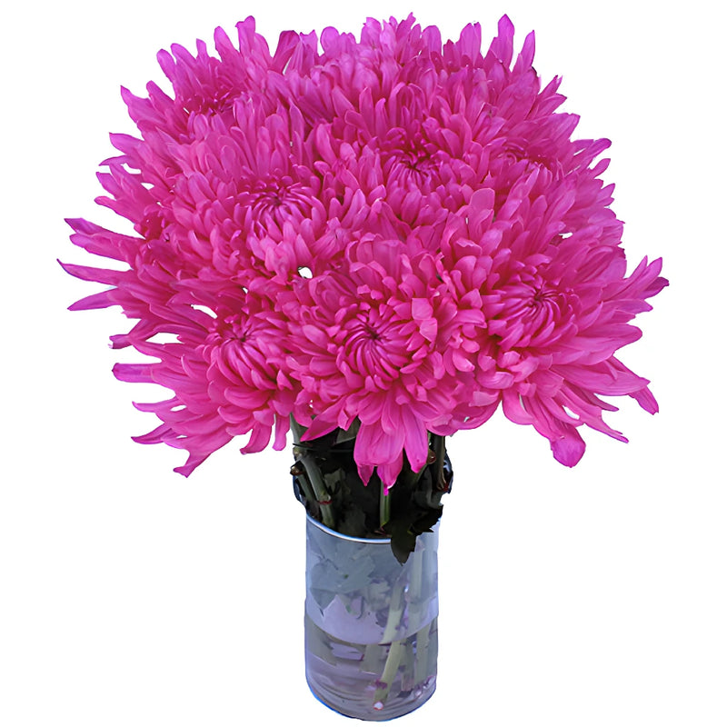 Electric Pink Tinted Wedding Cremon Mum