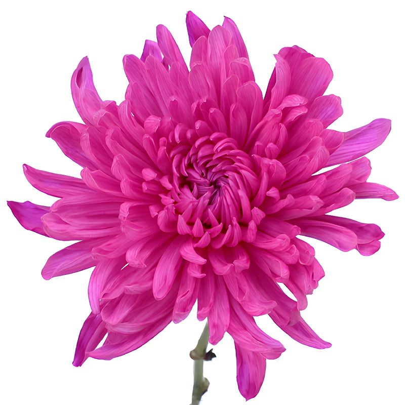 Electric Pink Tinted Wedding Cremon Mum