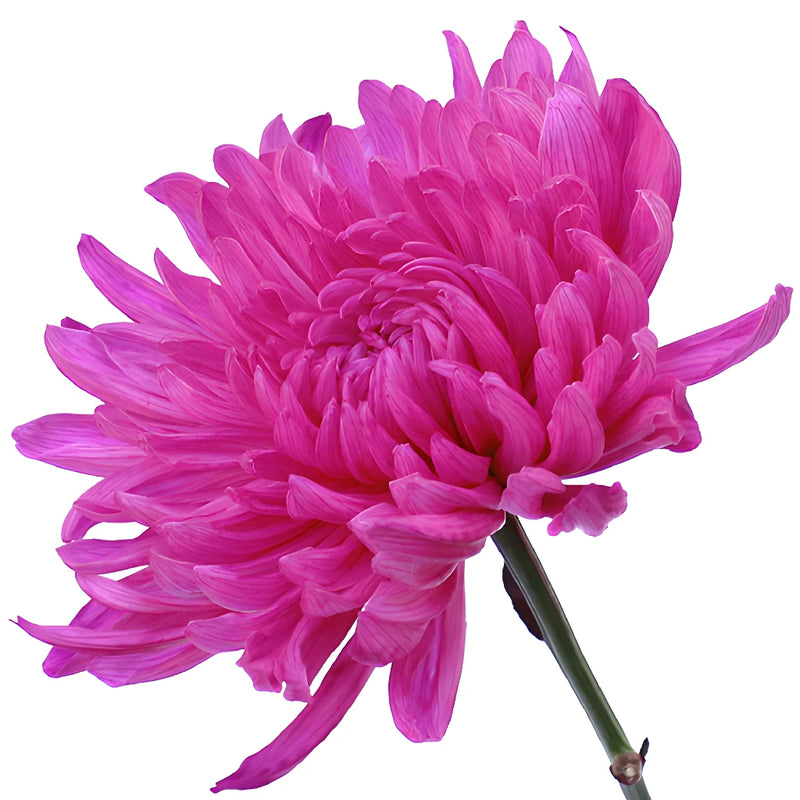 Electric Pink Tinted Wedding Cremon Mum