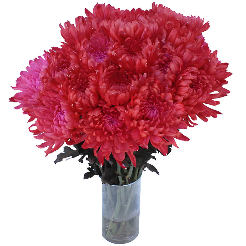 Red Tinted Cremon Mum Flowers