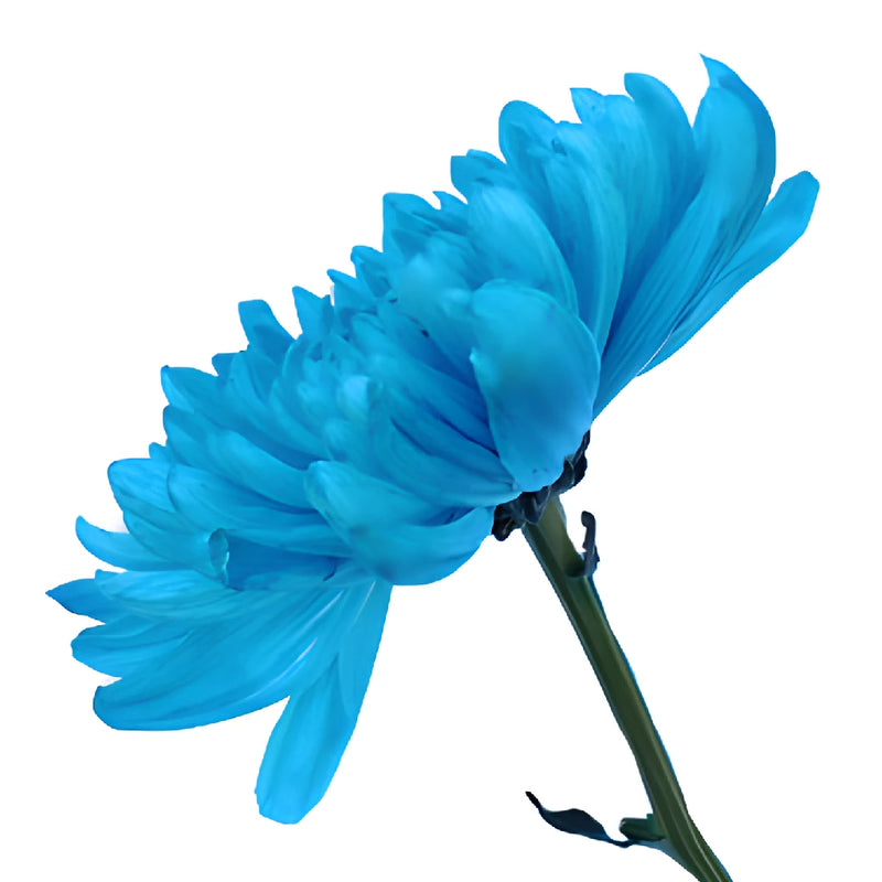 Electric Blue Tinted Wedding Cremon Mum