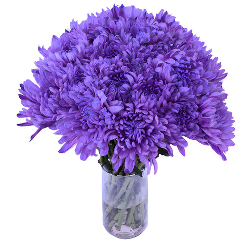 Purple Tinted Wedding Cremon Mums