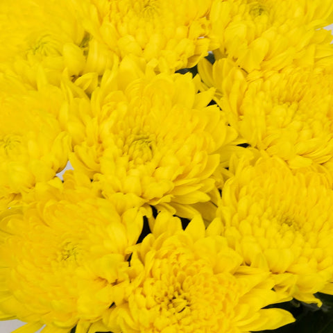 Cremon Yellow Flower Close Up - Image