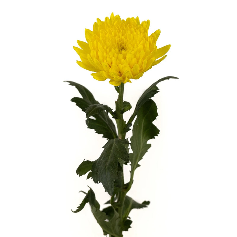Cremon Yellow Flower Stem - Image