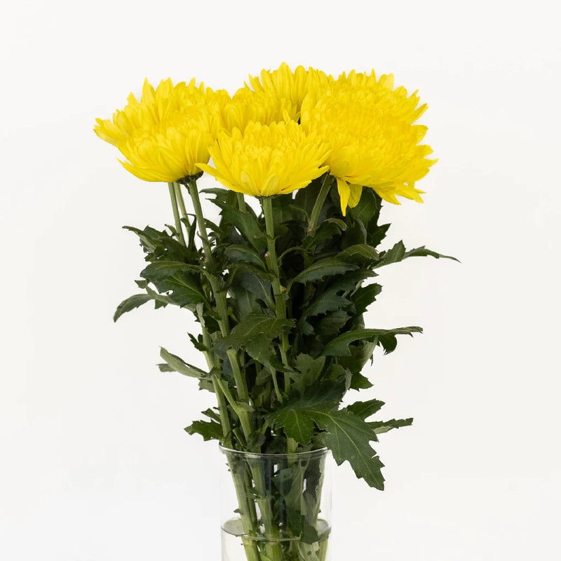 Cremon Yellow Flower Vase - Image