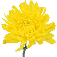 True Yellow Tinted Cremon Mum Wedding Flower