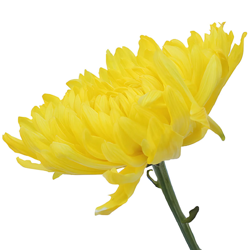 True Yellow Tinted Cremon Mum Wedding Flower