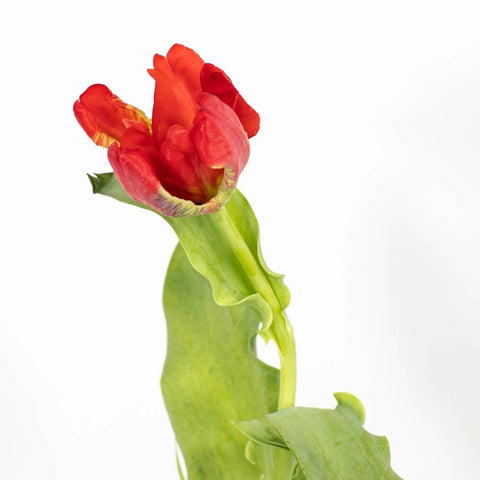 Crimson Parrot Tulip Flower Close Up - Image