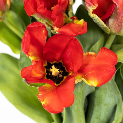 Crimson Parrot Tulip Flower Stem - Image
