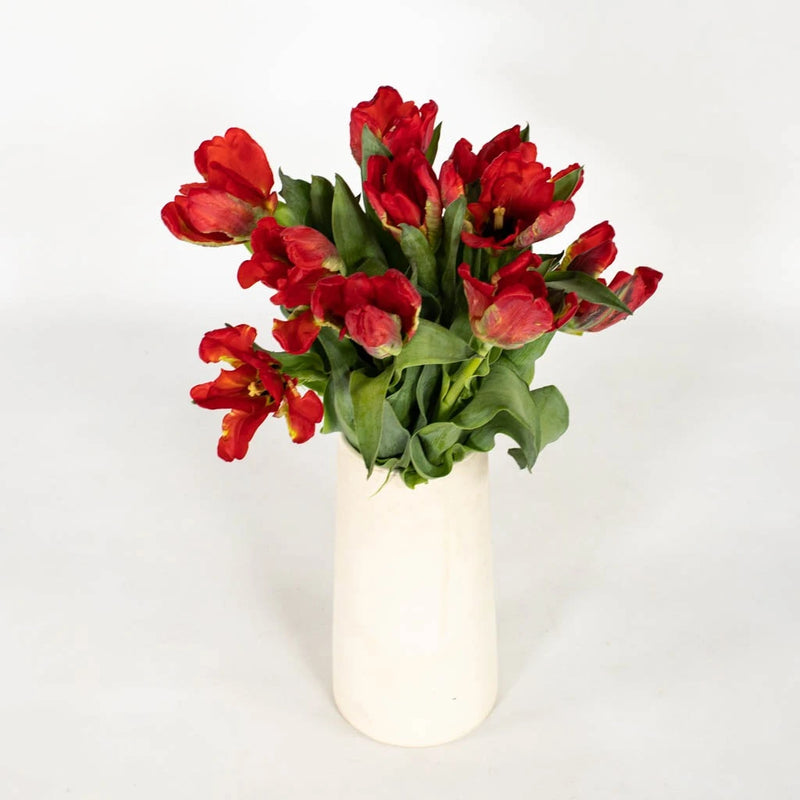 Crimson Parrot Tulip Flower Vase - Image