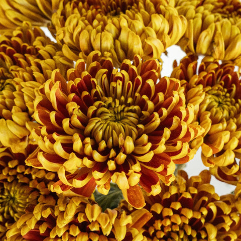 Crimson Spice Close Up - Image