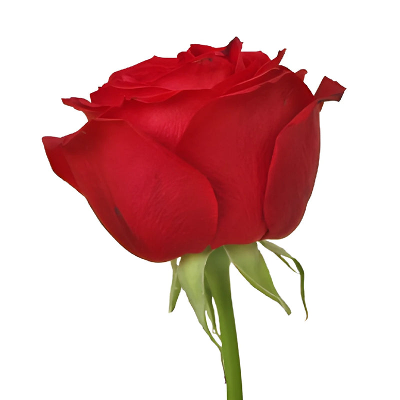 Crimson Tide Garden Rose Stem