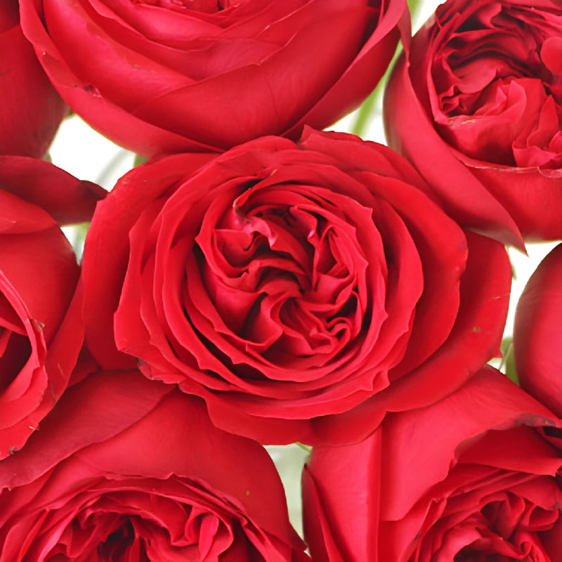 Crimson Tide Garden Roses up close